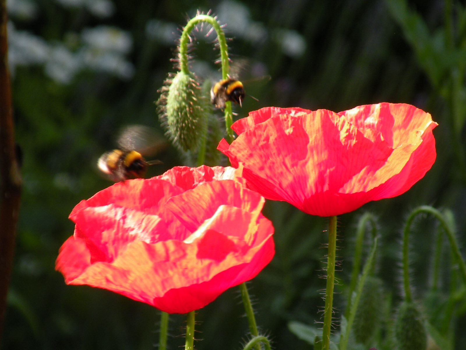 Druk 2e aanvallen!!!