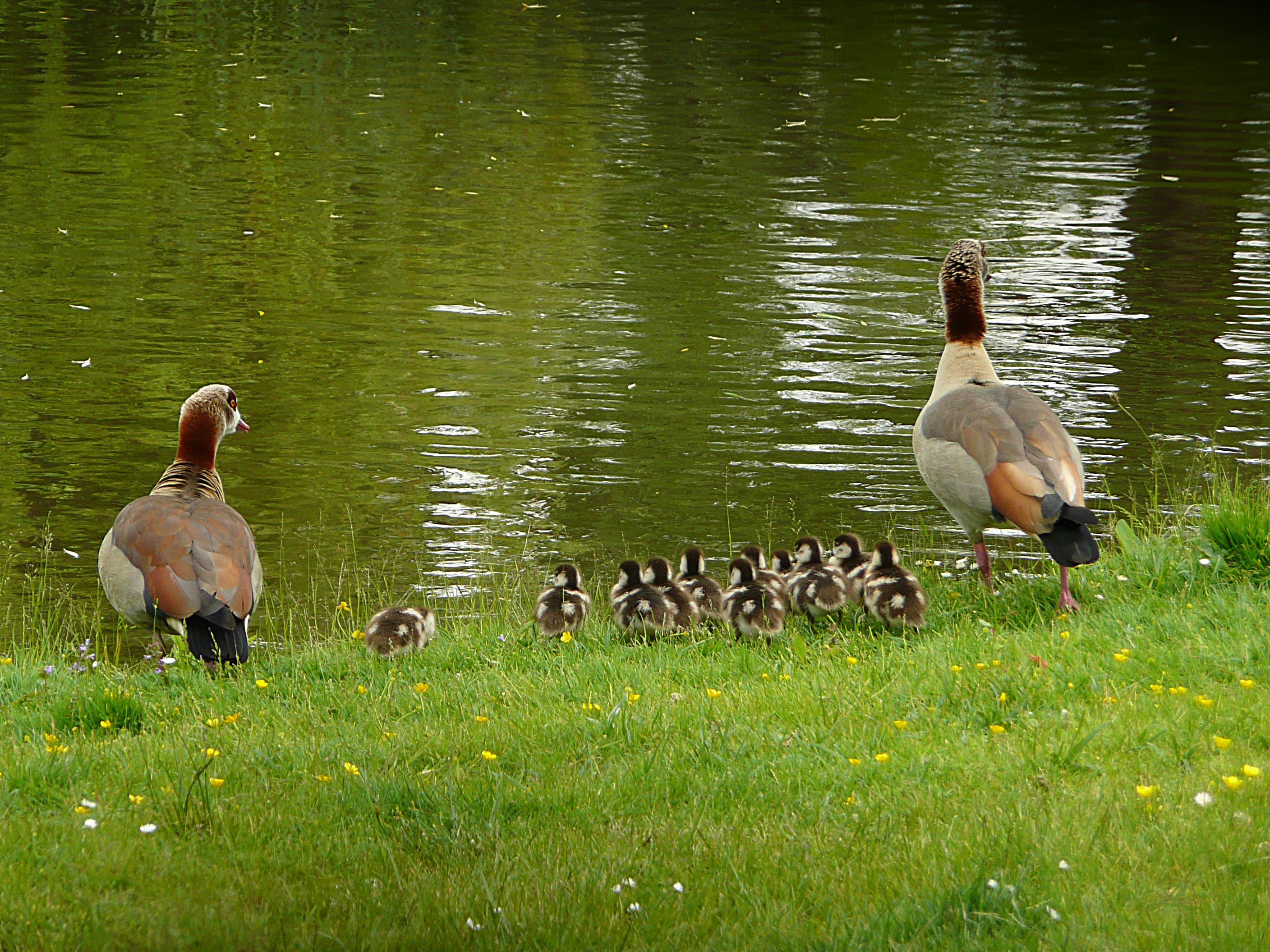 Alle gansjes verzamelen