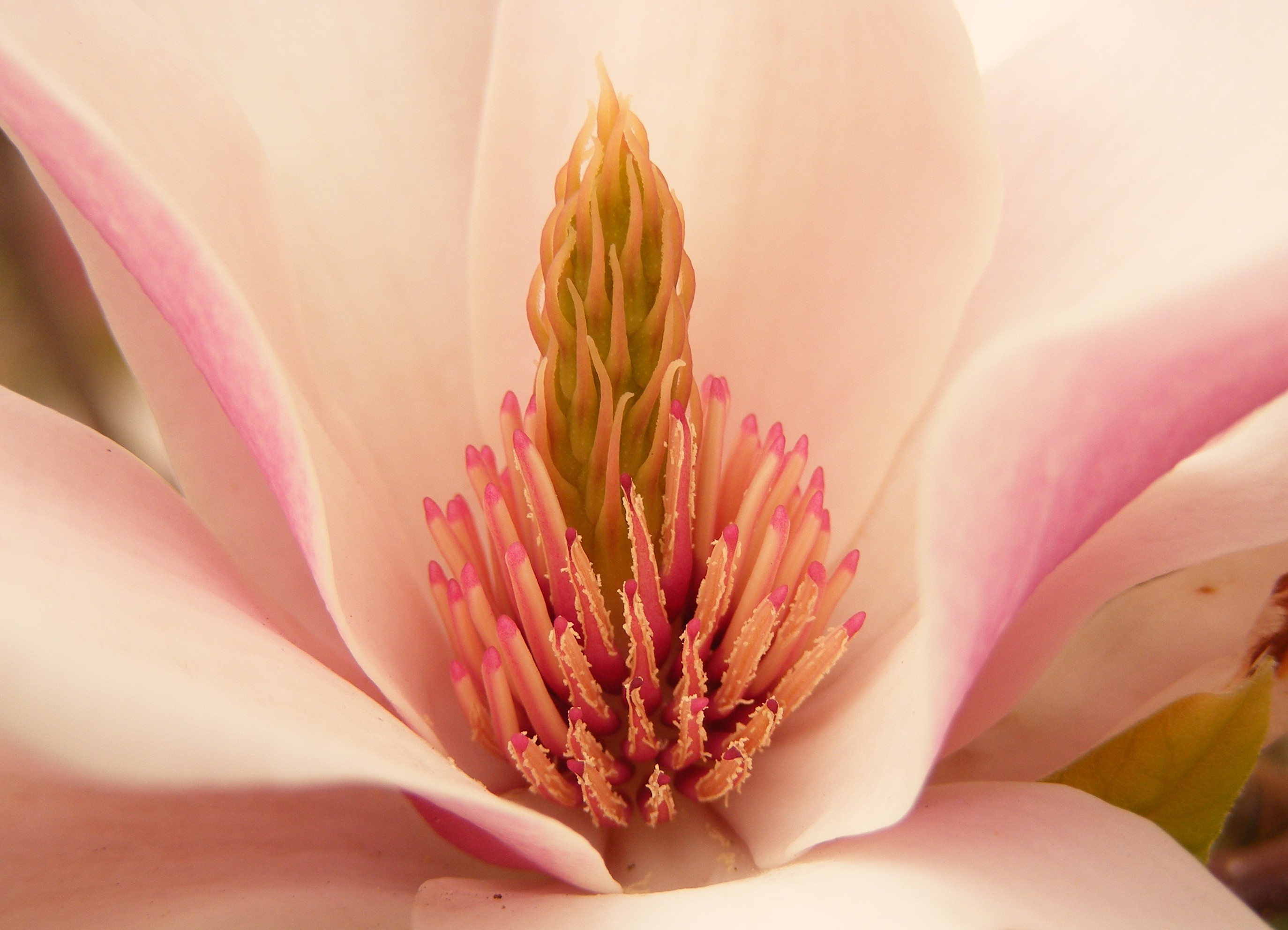 Het hart van de Magnolia