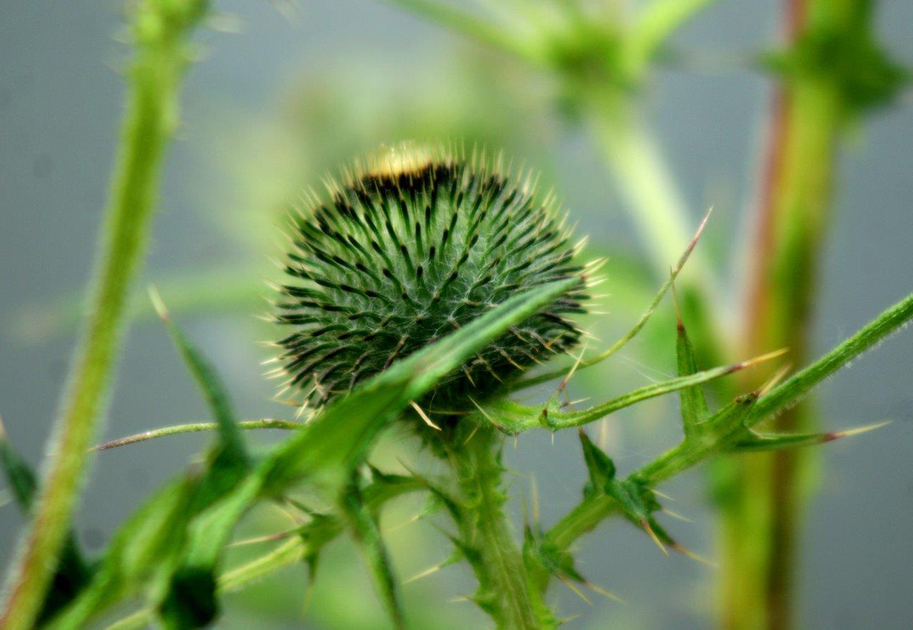 distel