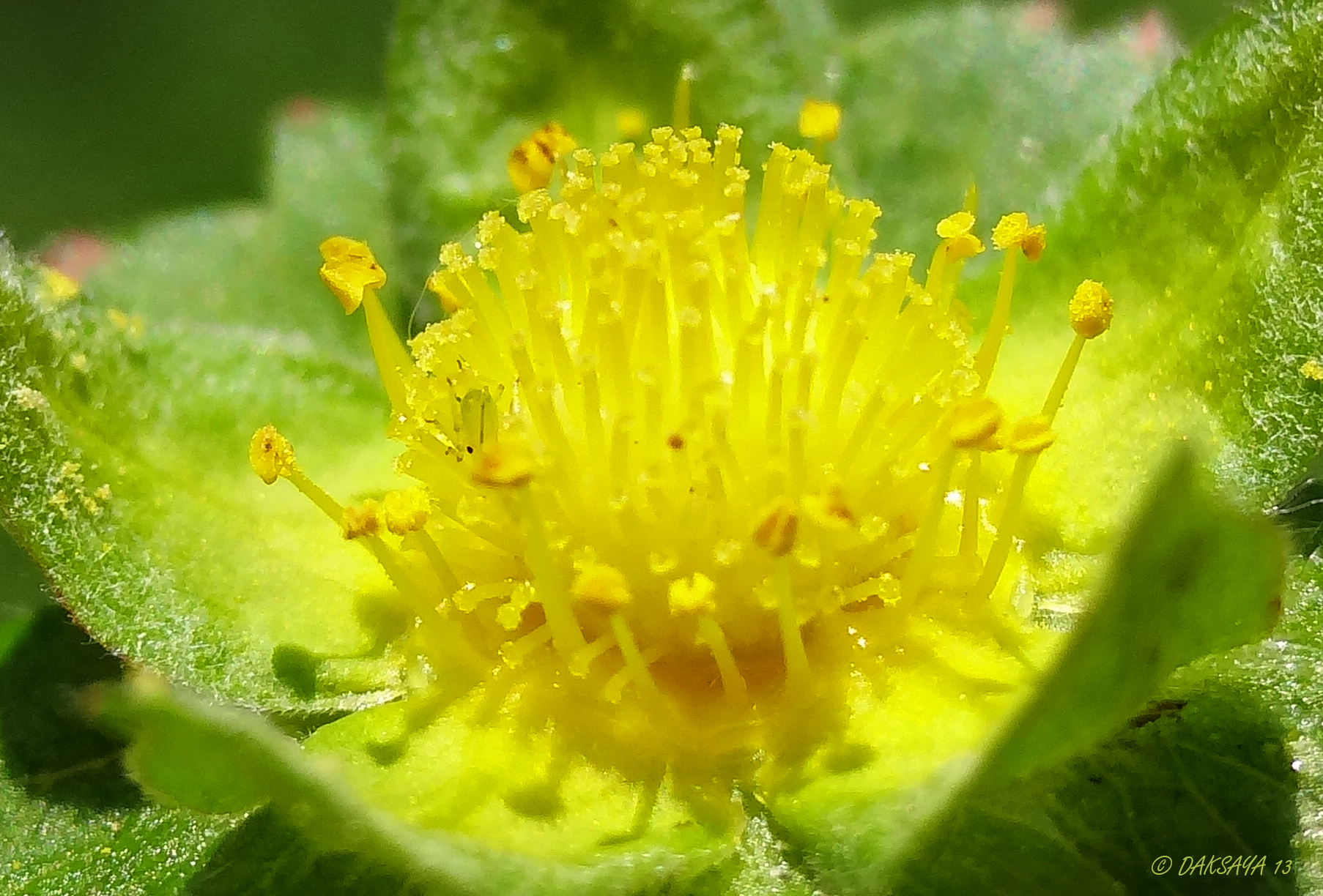 Wilde aardbeibloem