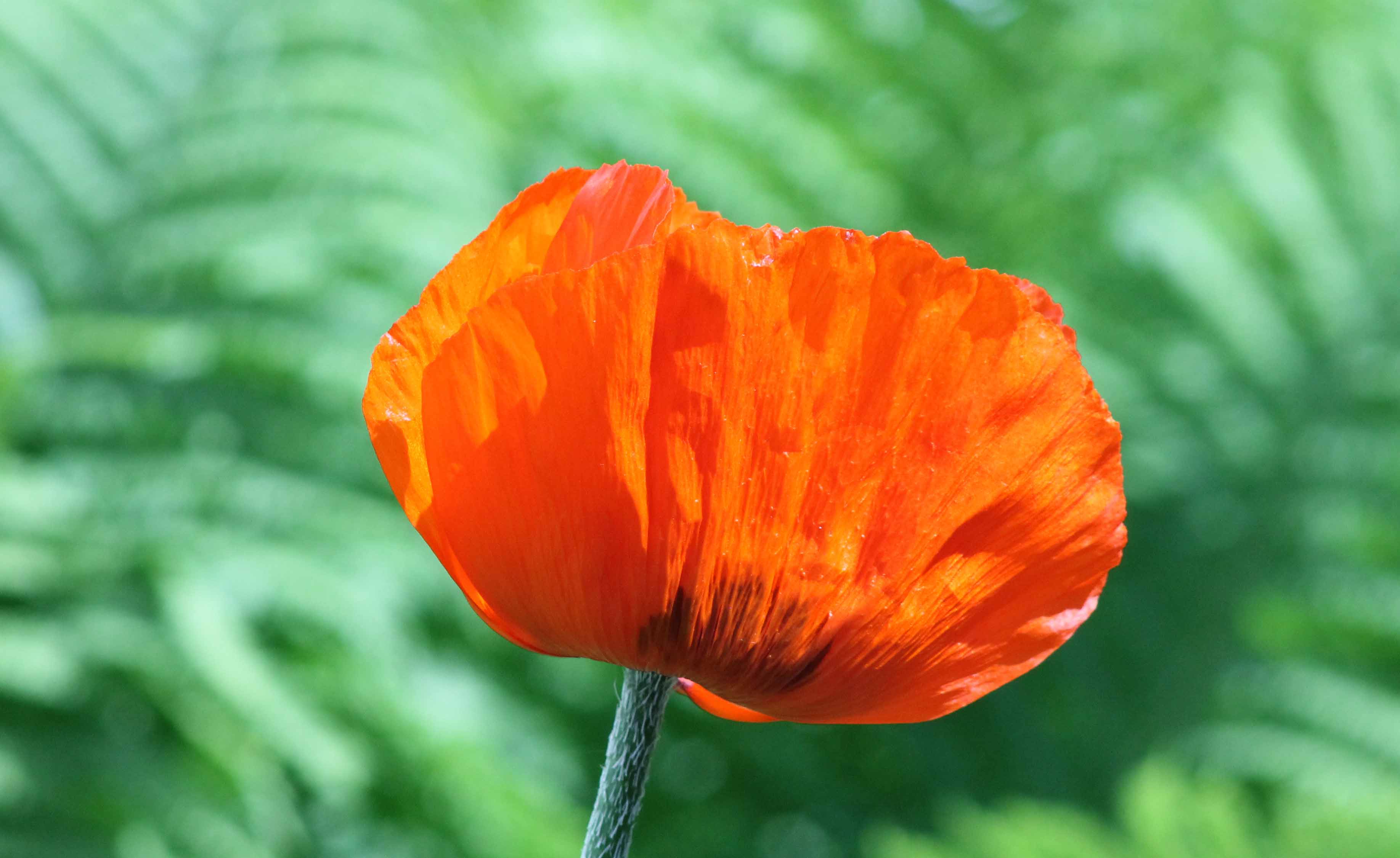 Papaver
