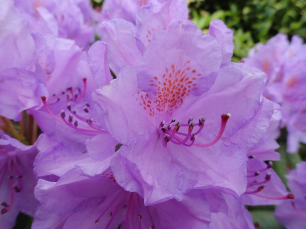 Rhododendron