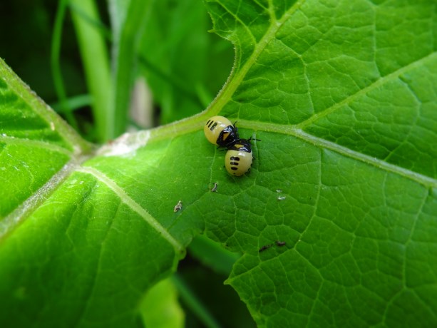 Nimf van de dovennetel wants       