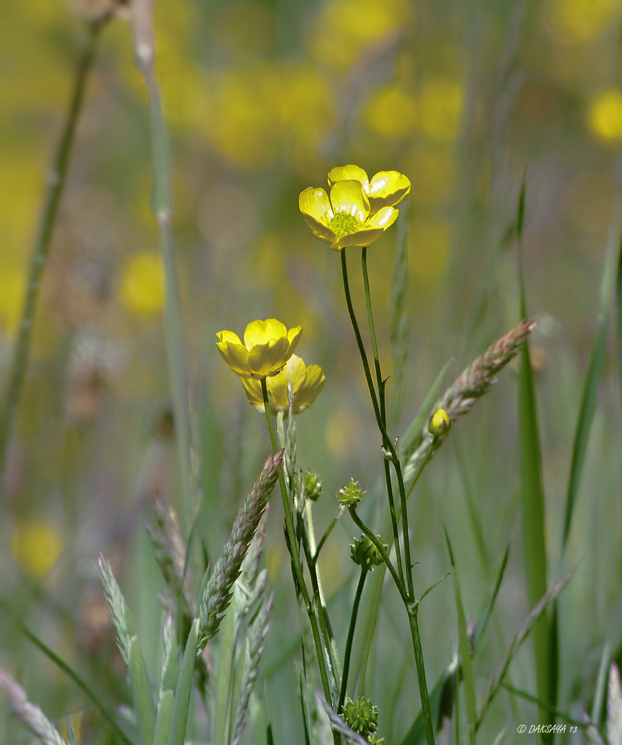 Boterbloemen