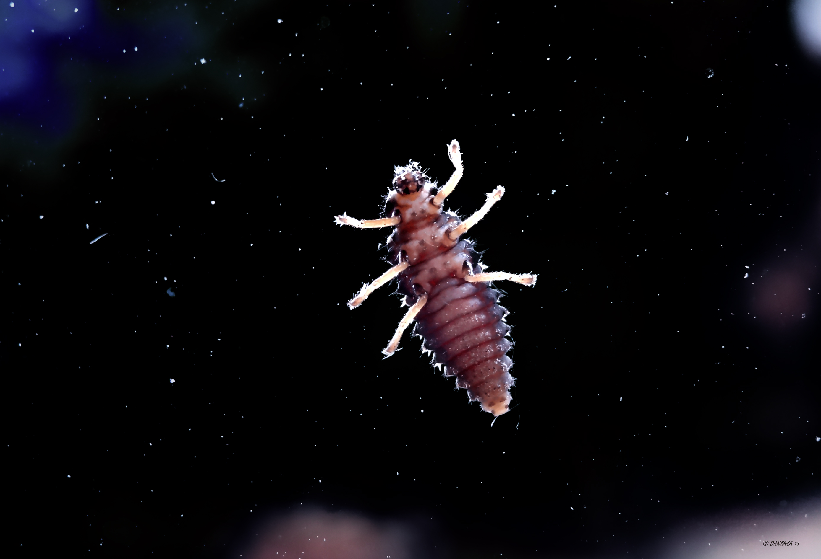 Alien?