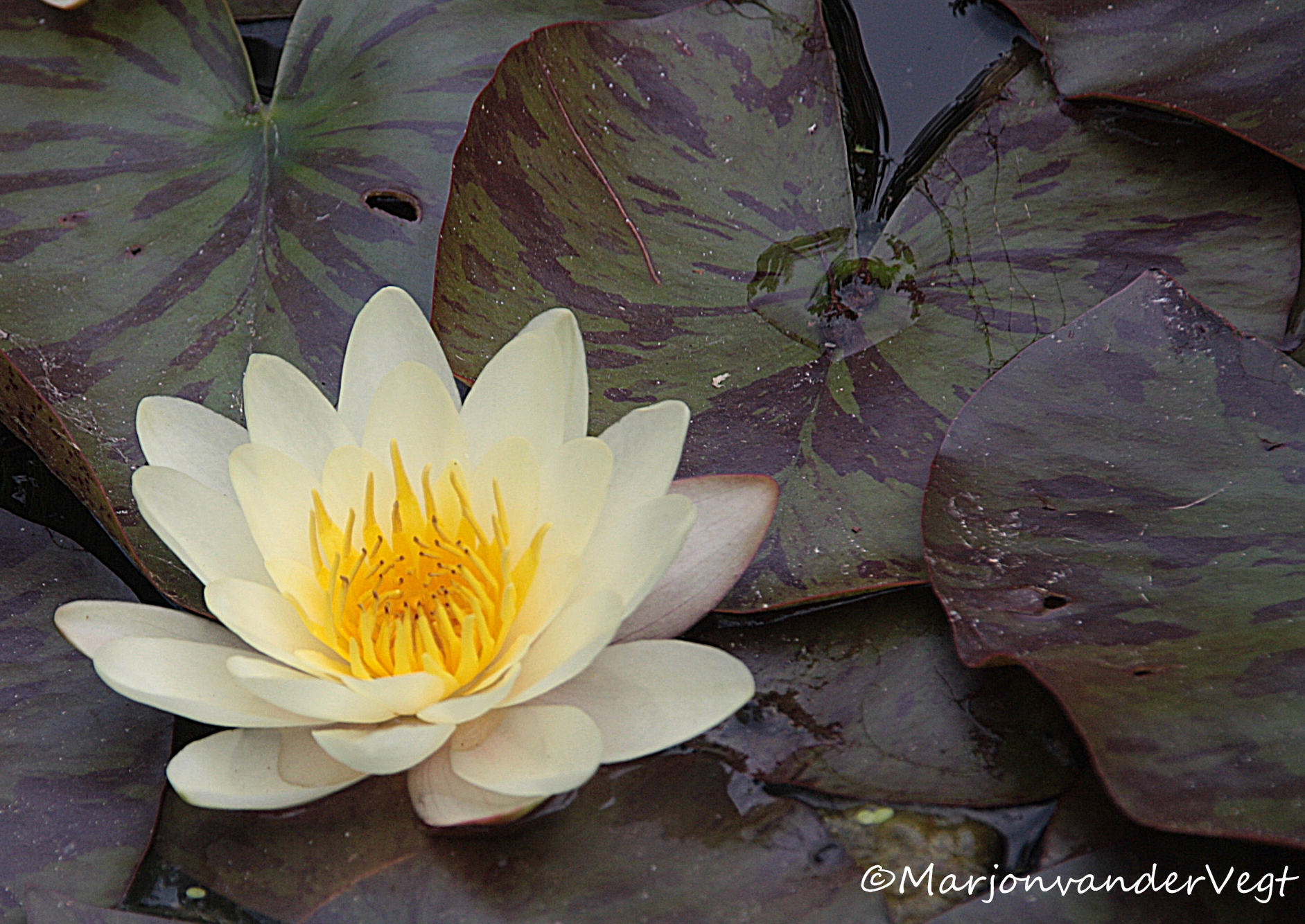 waterlelie
