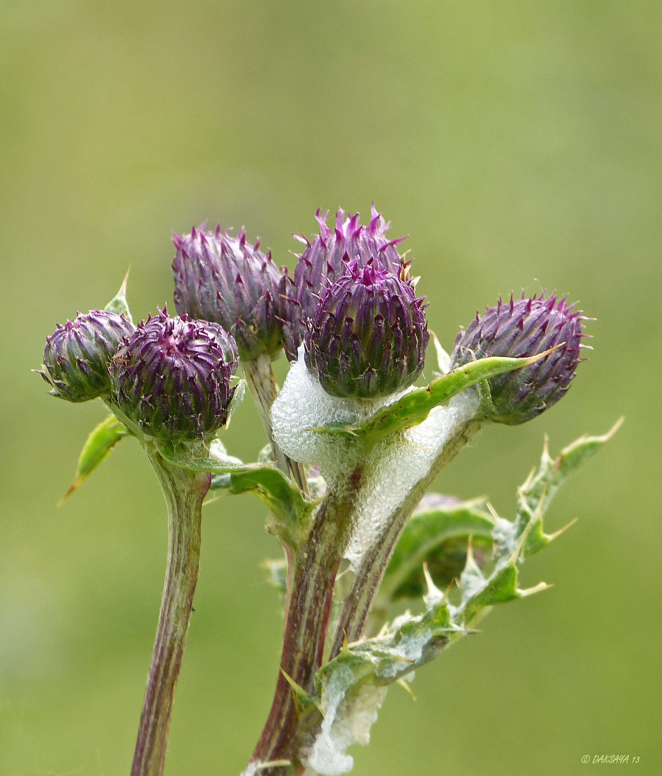 Akkerdistel 