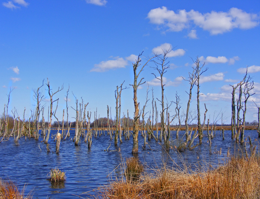 Alde Feanen nabij Eernewoude