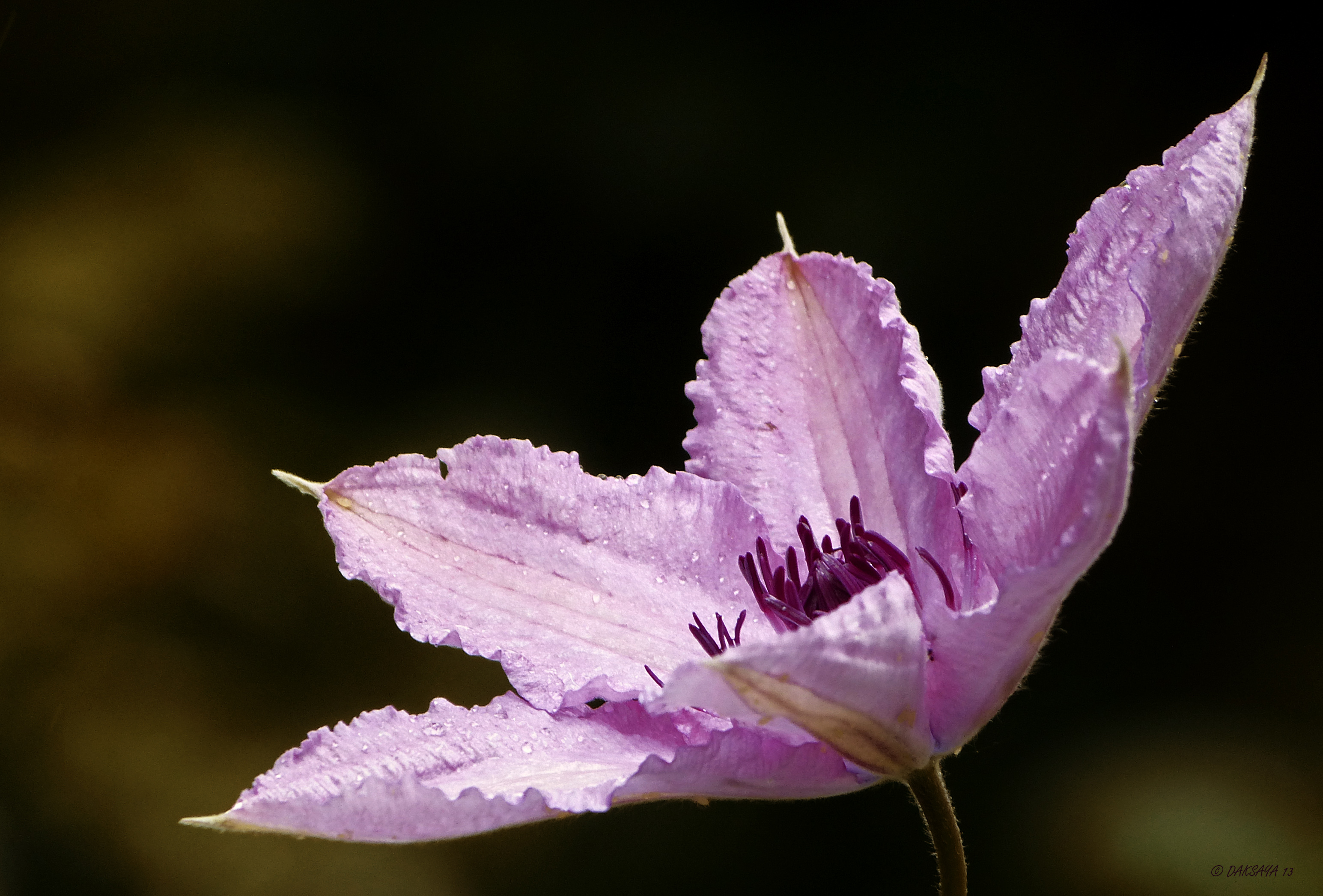 Clematis