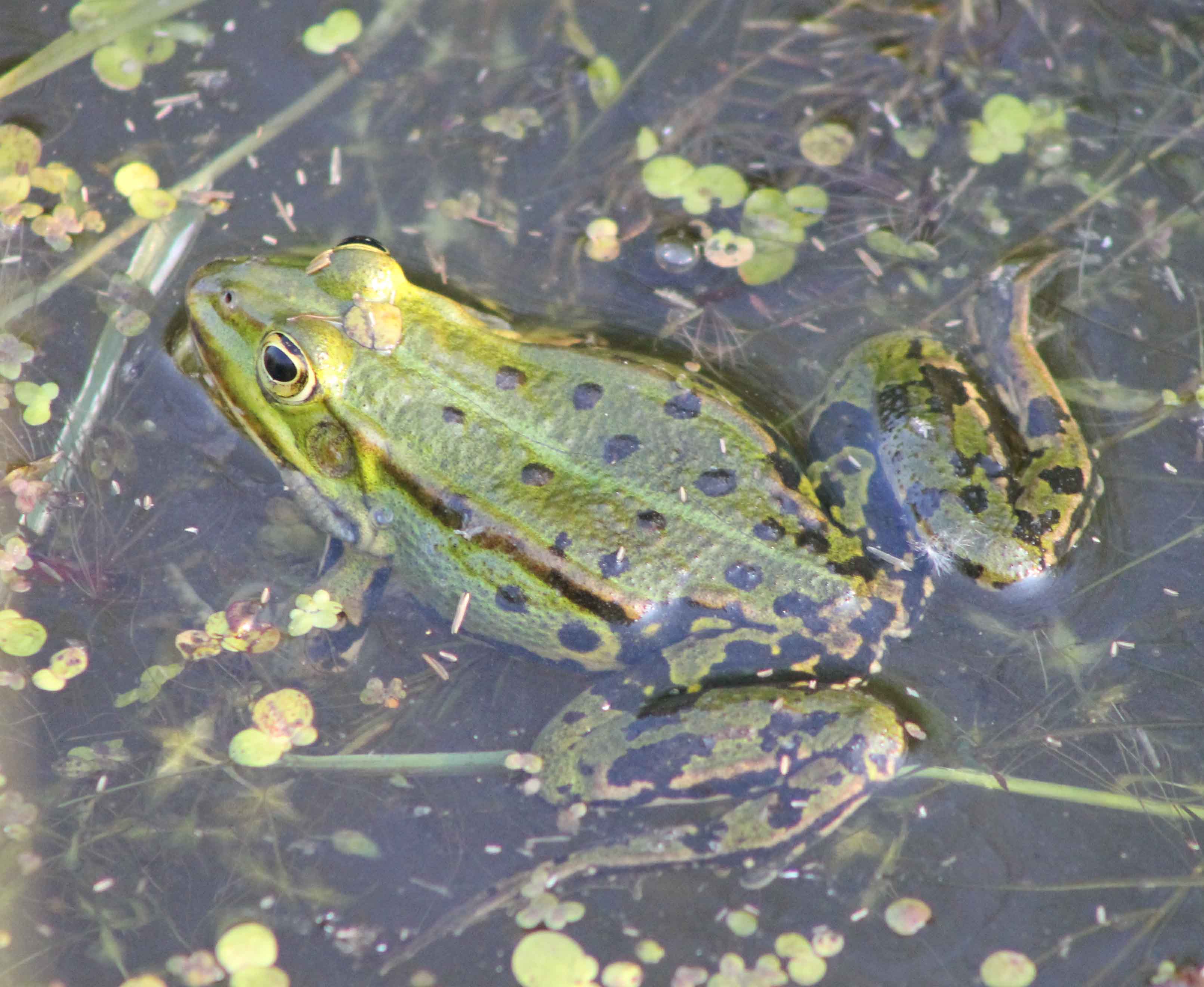 Groene kikker