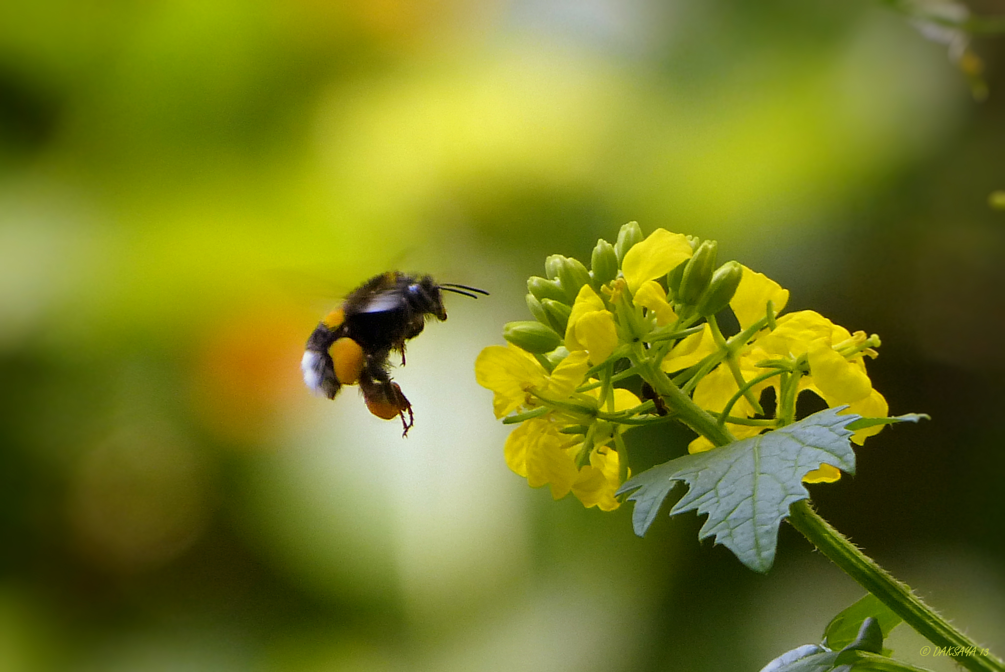 Hommel