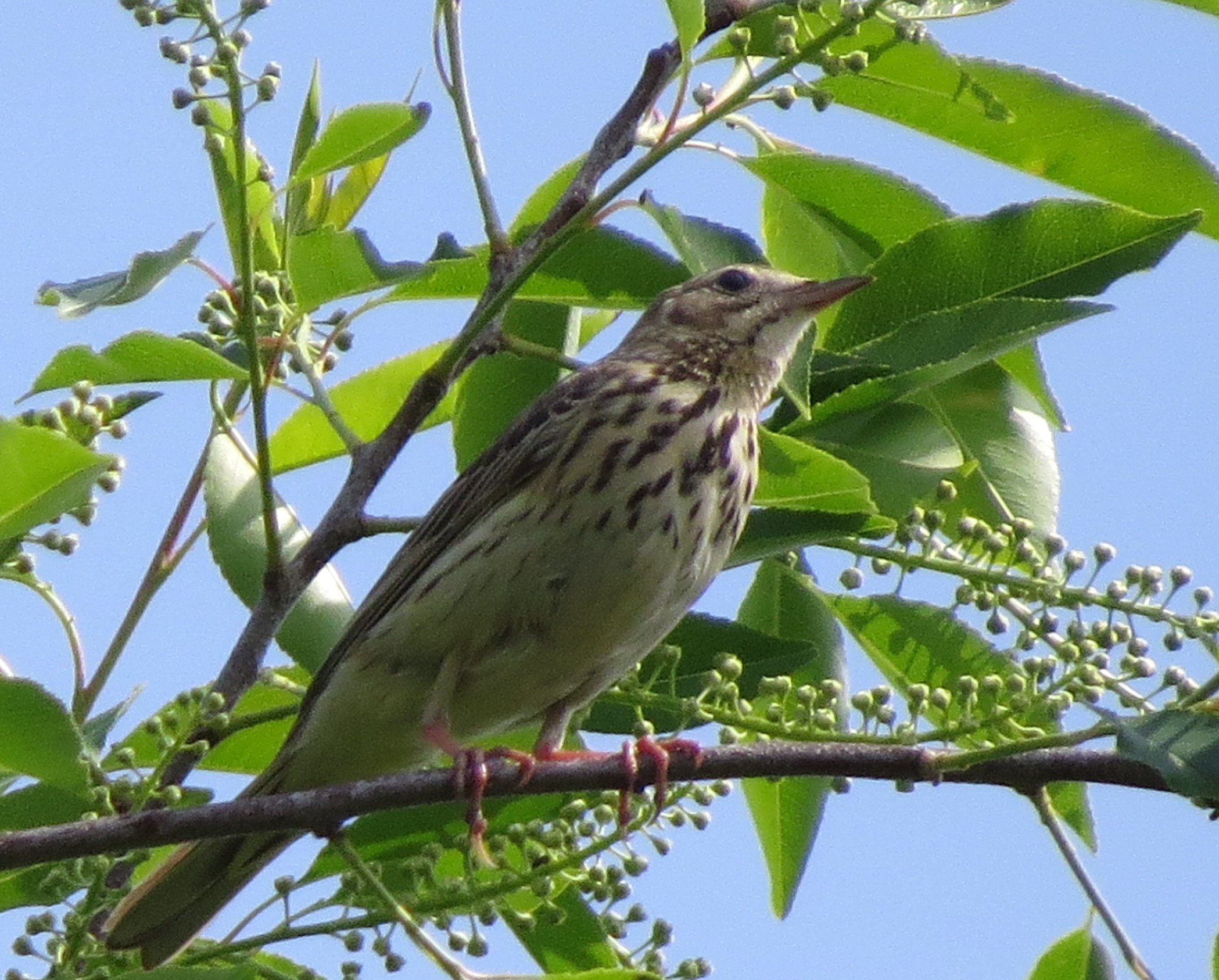 Tussen het jonge groen