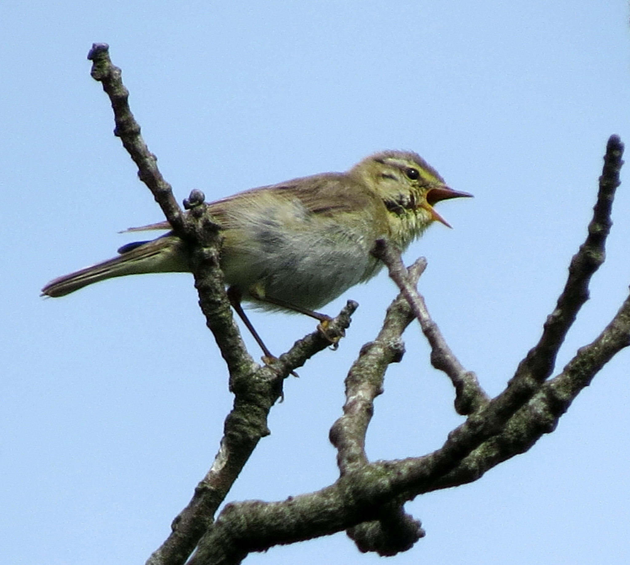 Vrolijke kletsmajoor