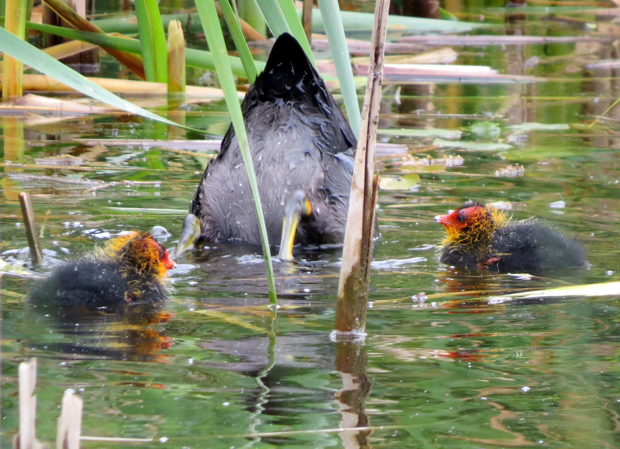 Mama doet het even voor!