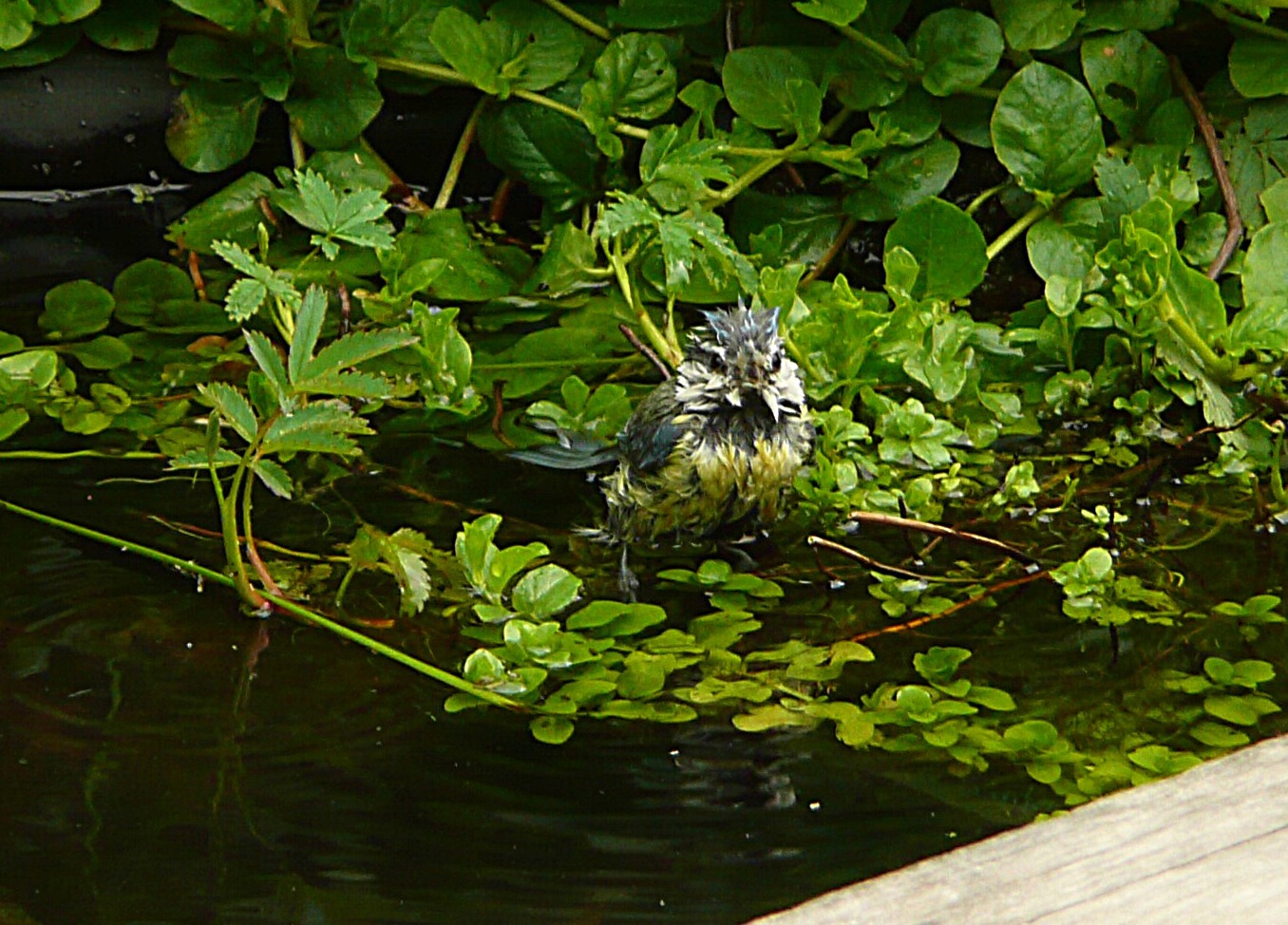 Pimpelmees neemt een bad