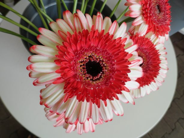 Gerbera