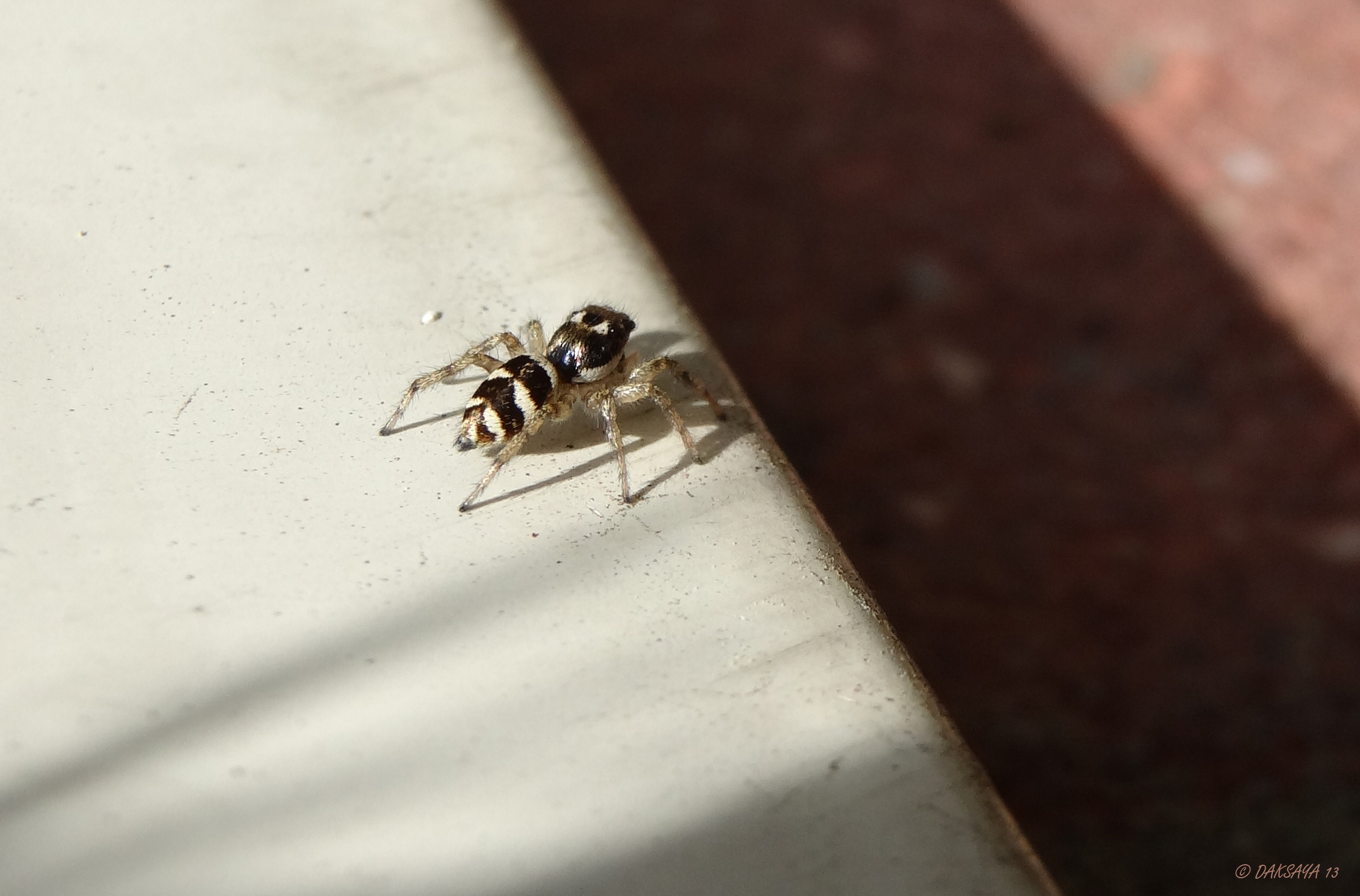 Zebraspringspin 