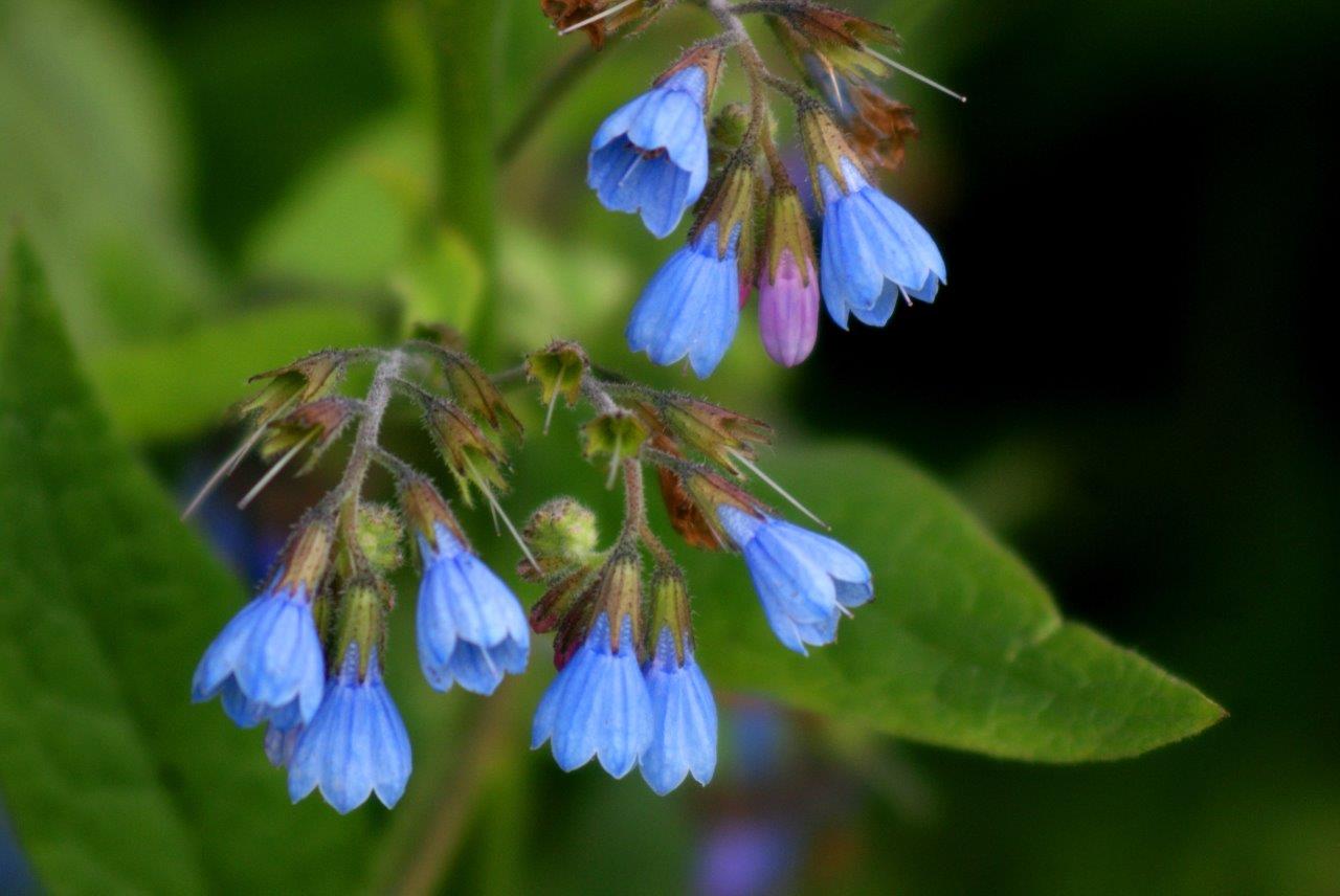 blauwe bloempjes. (Bastaardsmeerwortel)