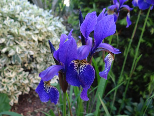 Iris