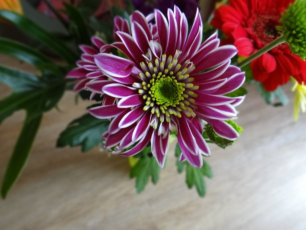 Chrysant