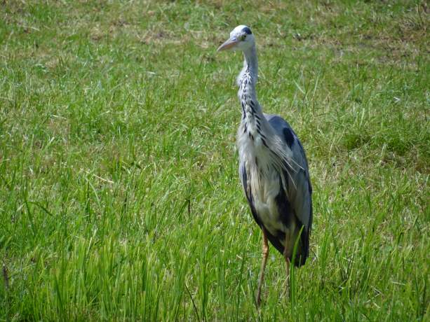 Blauwe reiger
