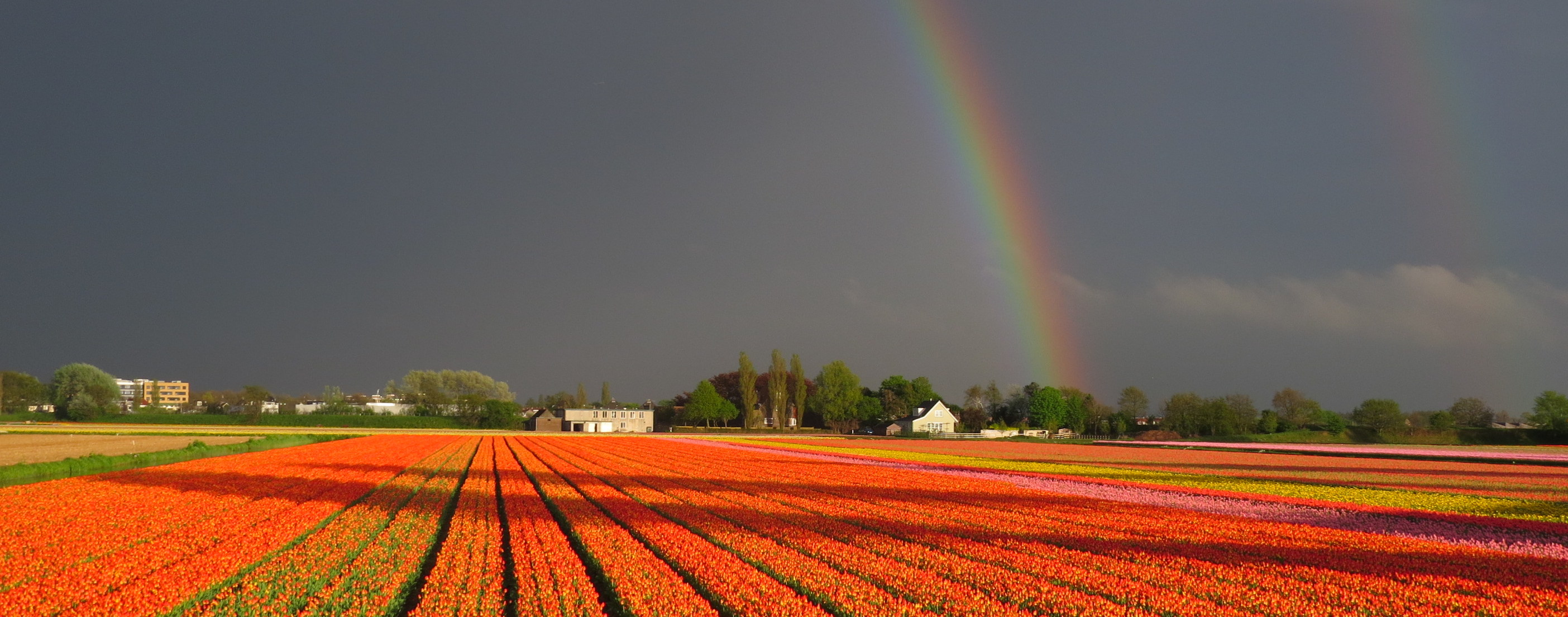 Onweer boven bollenveld