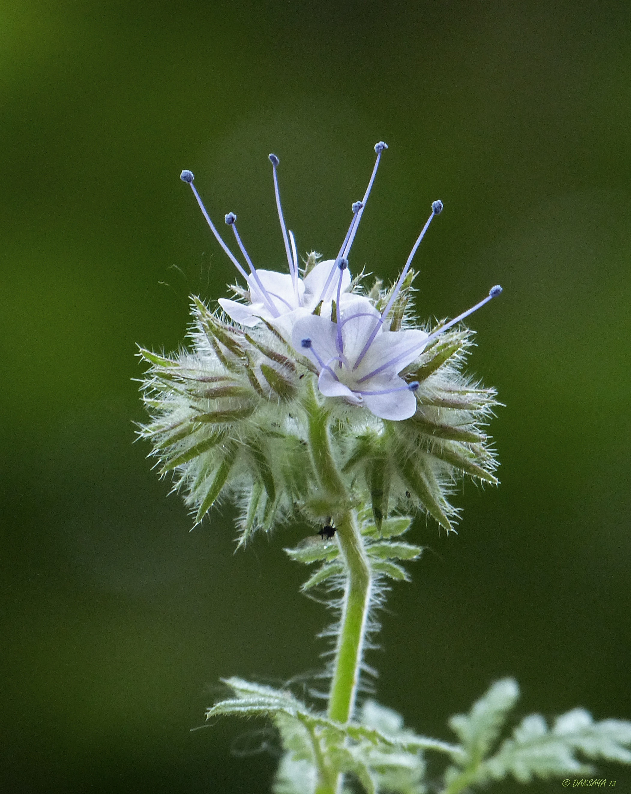 Phacelia