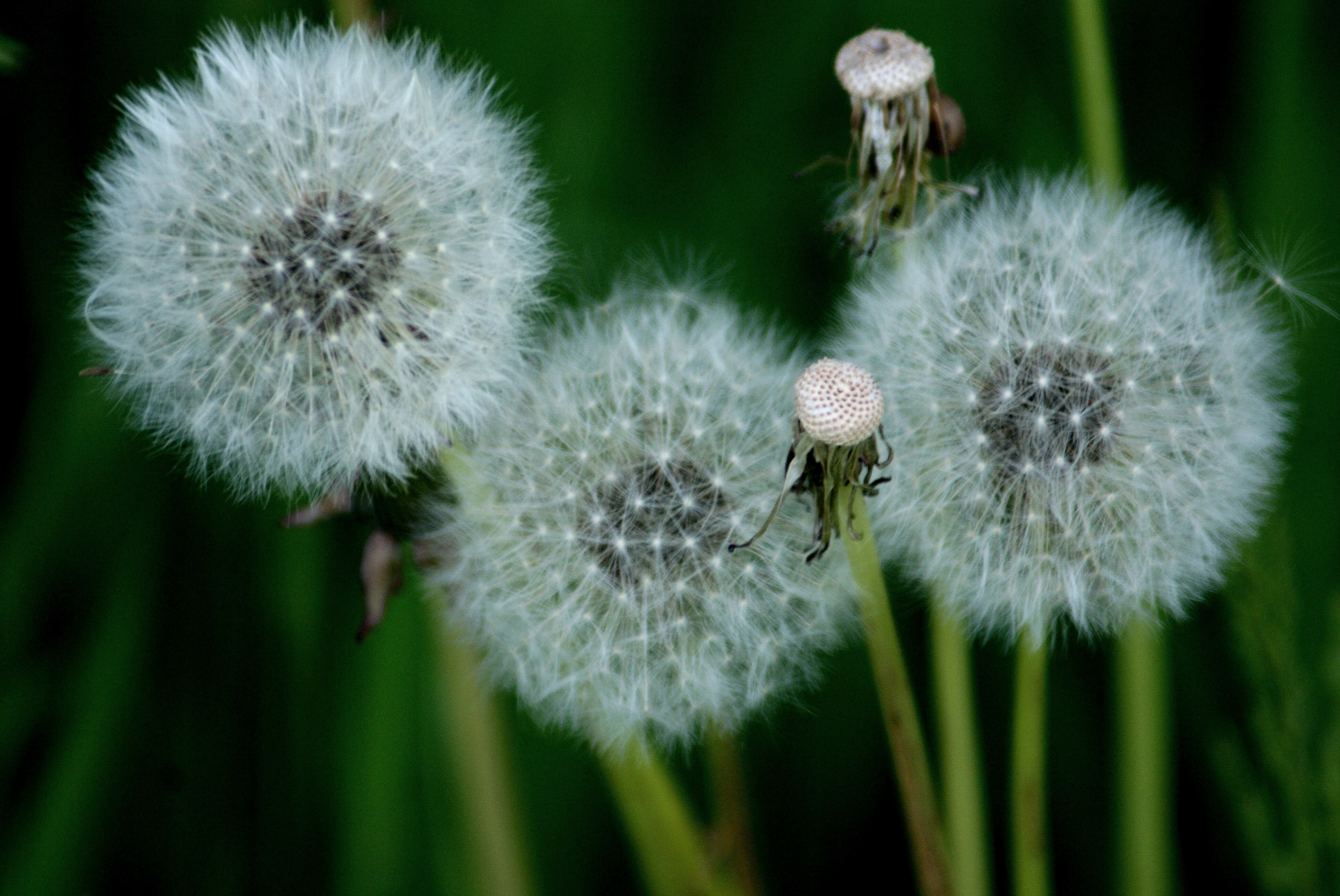 paardebloemen pluizebollen