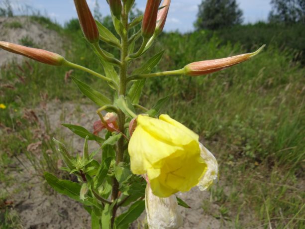 Middelste teunisbloem