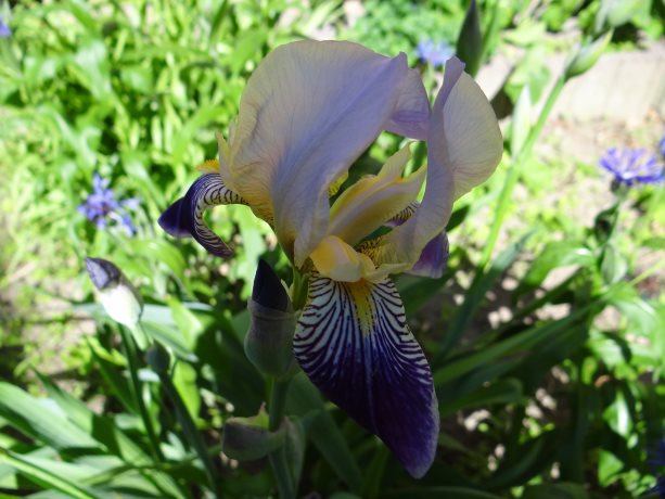 Iris