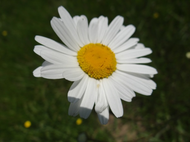 Margriet