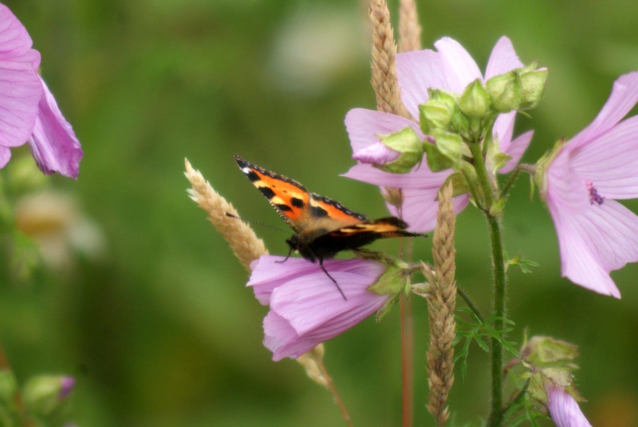 vlinder (kleine vos)