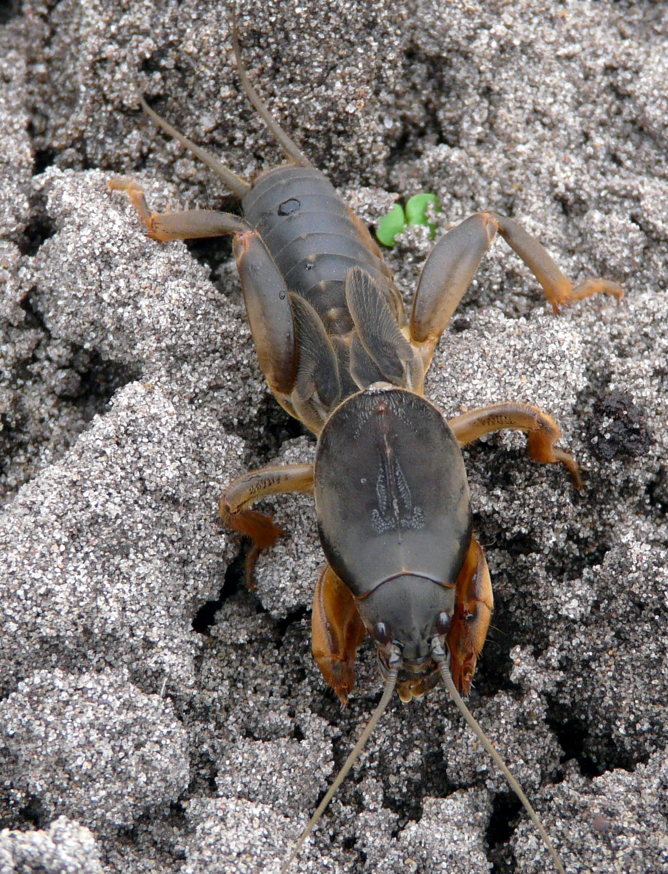 Beestje in mijn groententuin