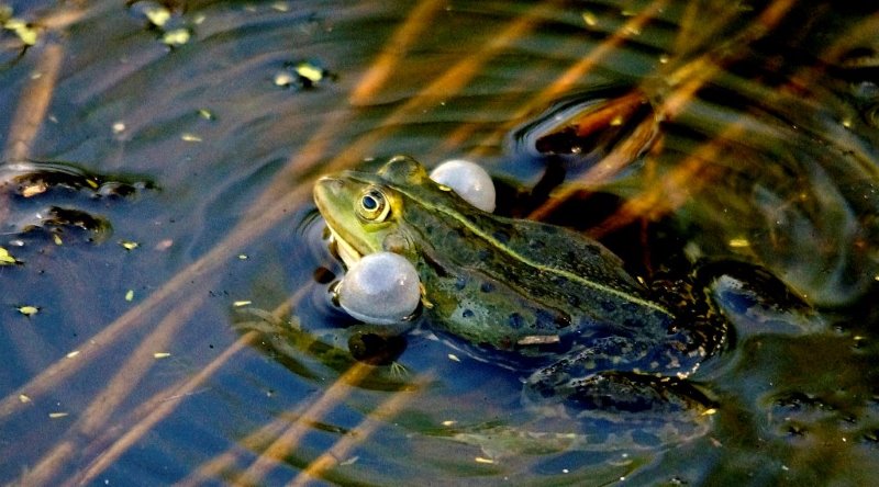 roepende kikker