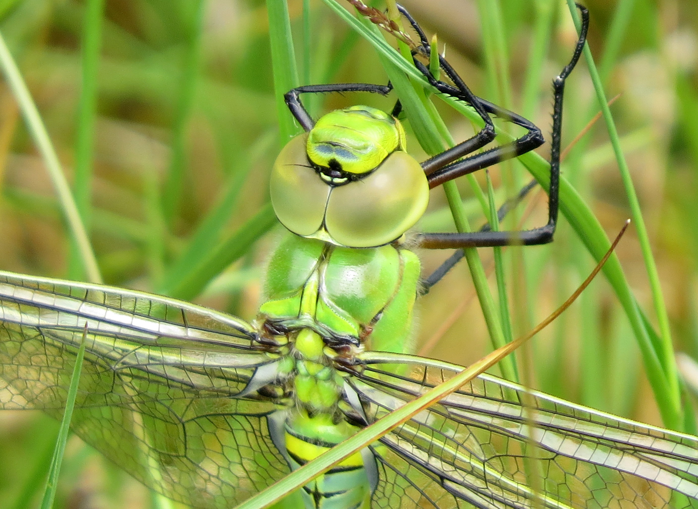 Kijk eens in de poppetjes van m'n ogen