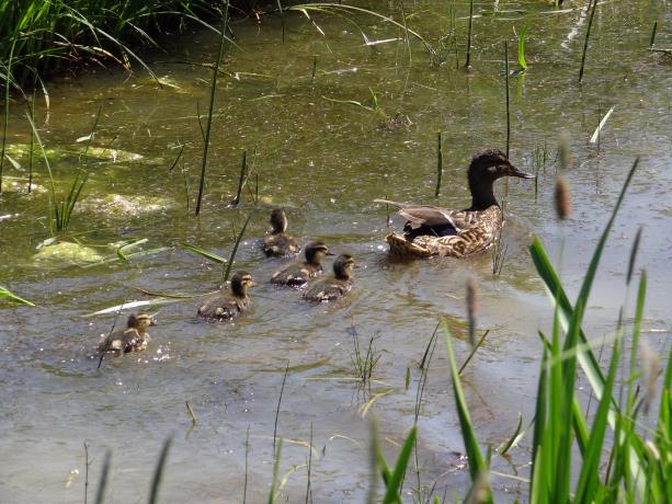Wilde eend met pullen