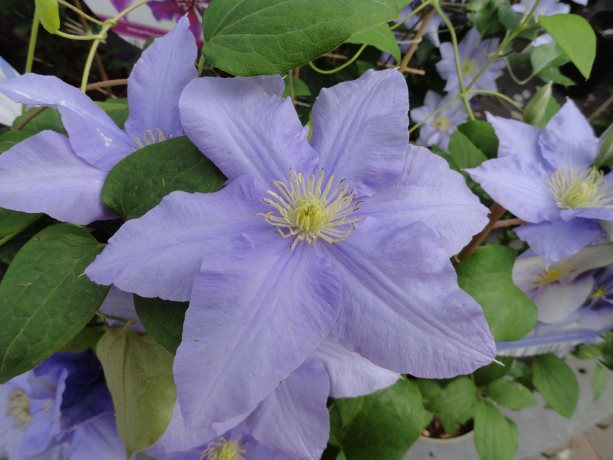 Clematis