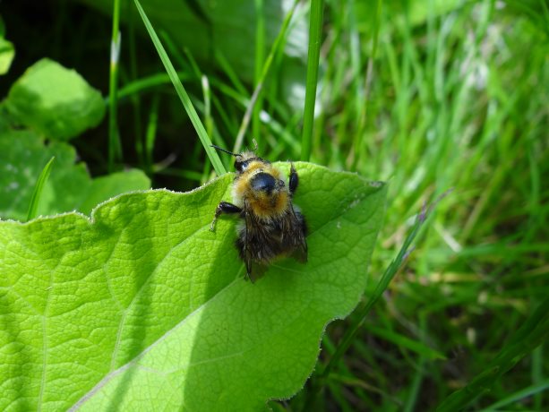 Grote bladsnijder???/