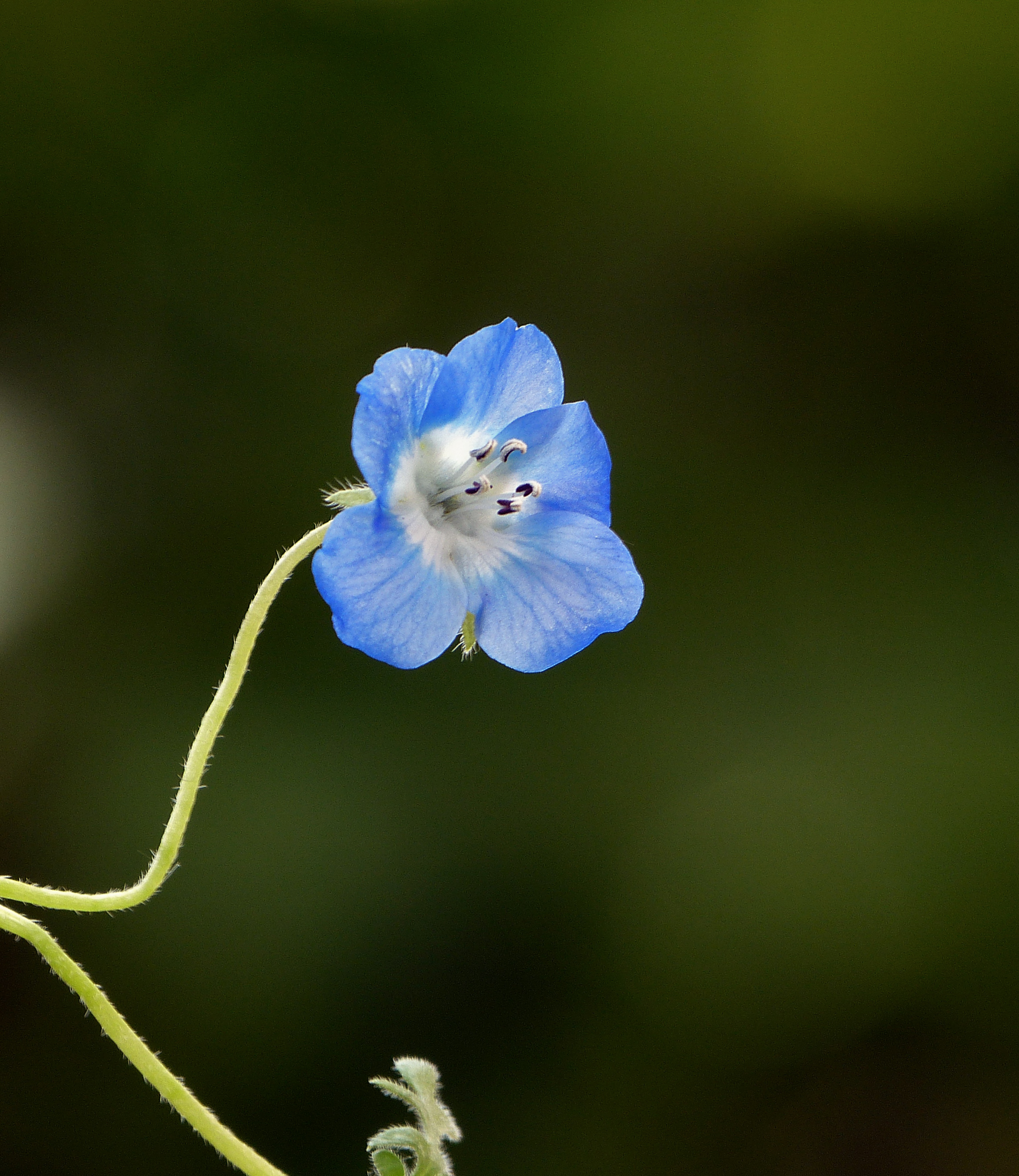 Wild bloempje