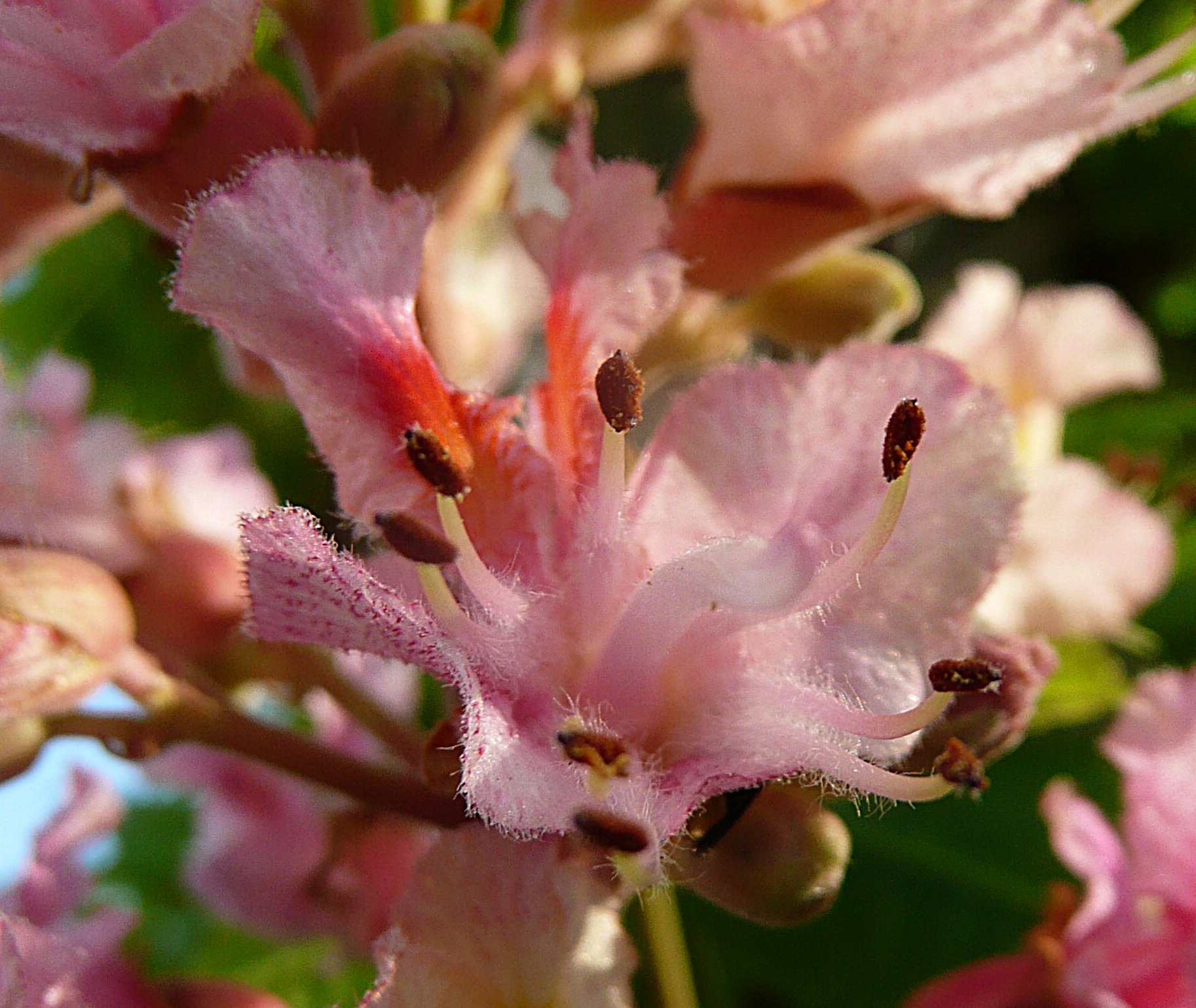 Rode paardenkastanje 2