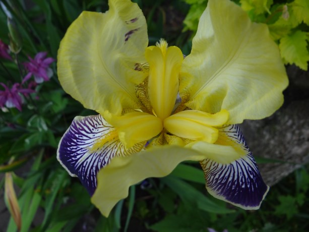 Baard iris