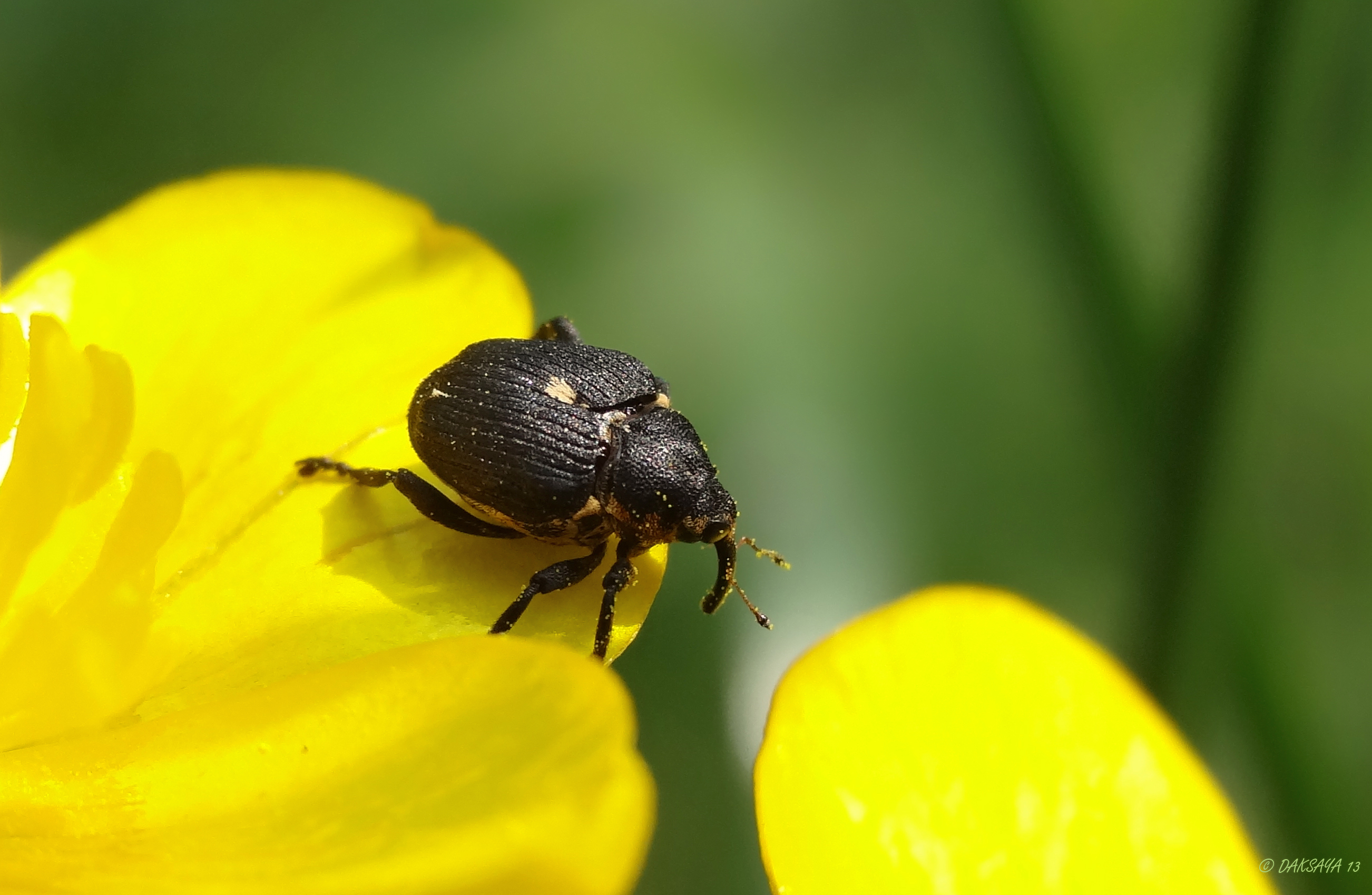 Snuitkever op boterbloem