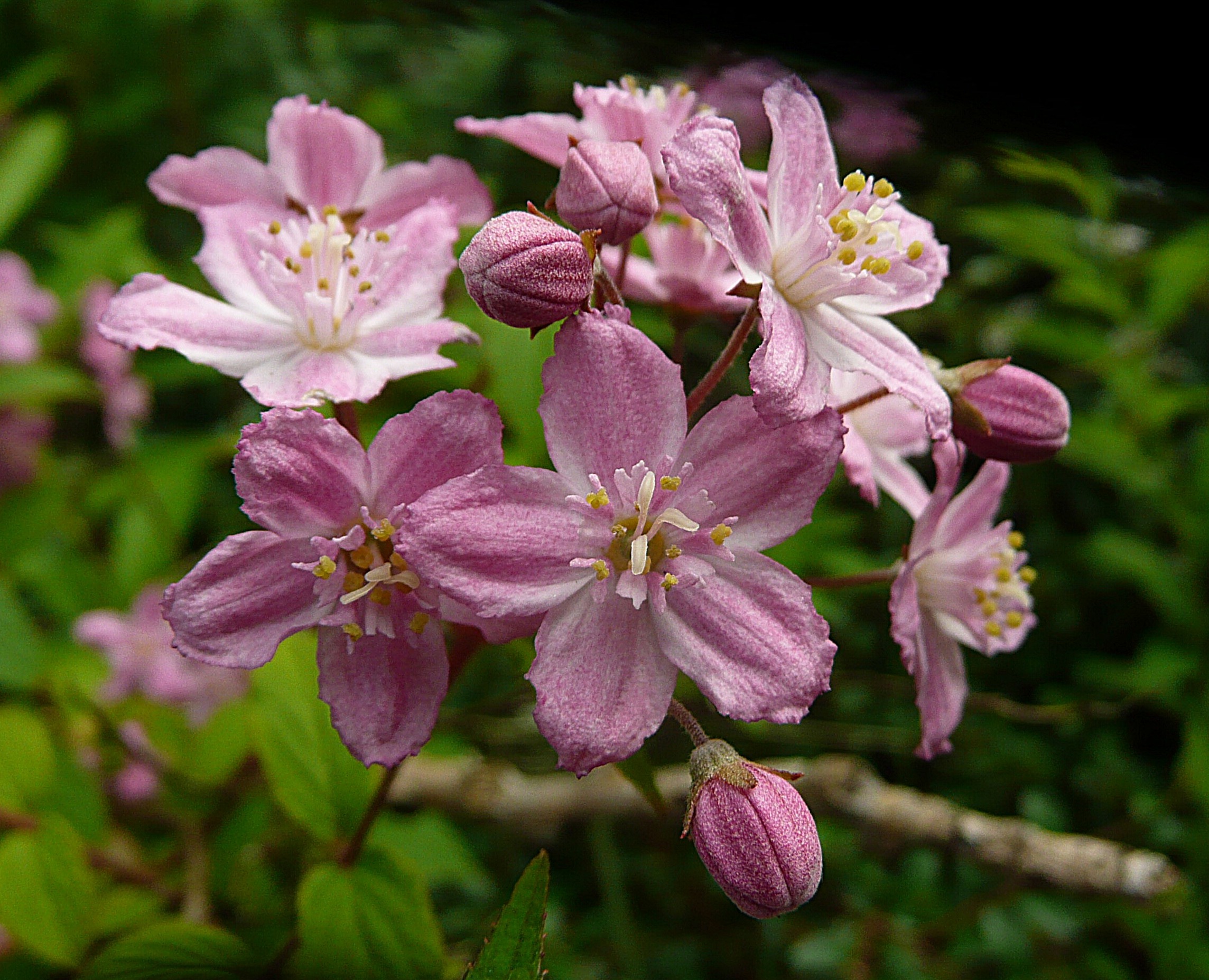 Deutzia