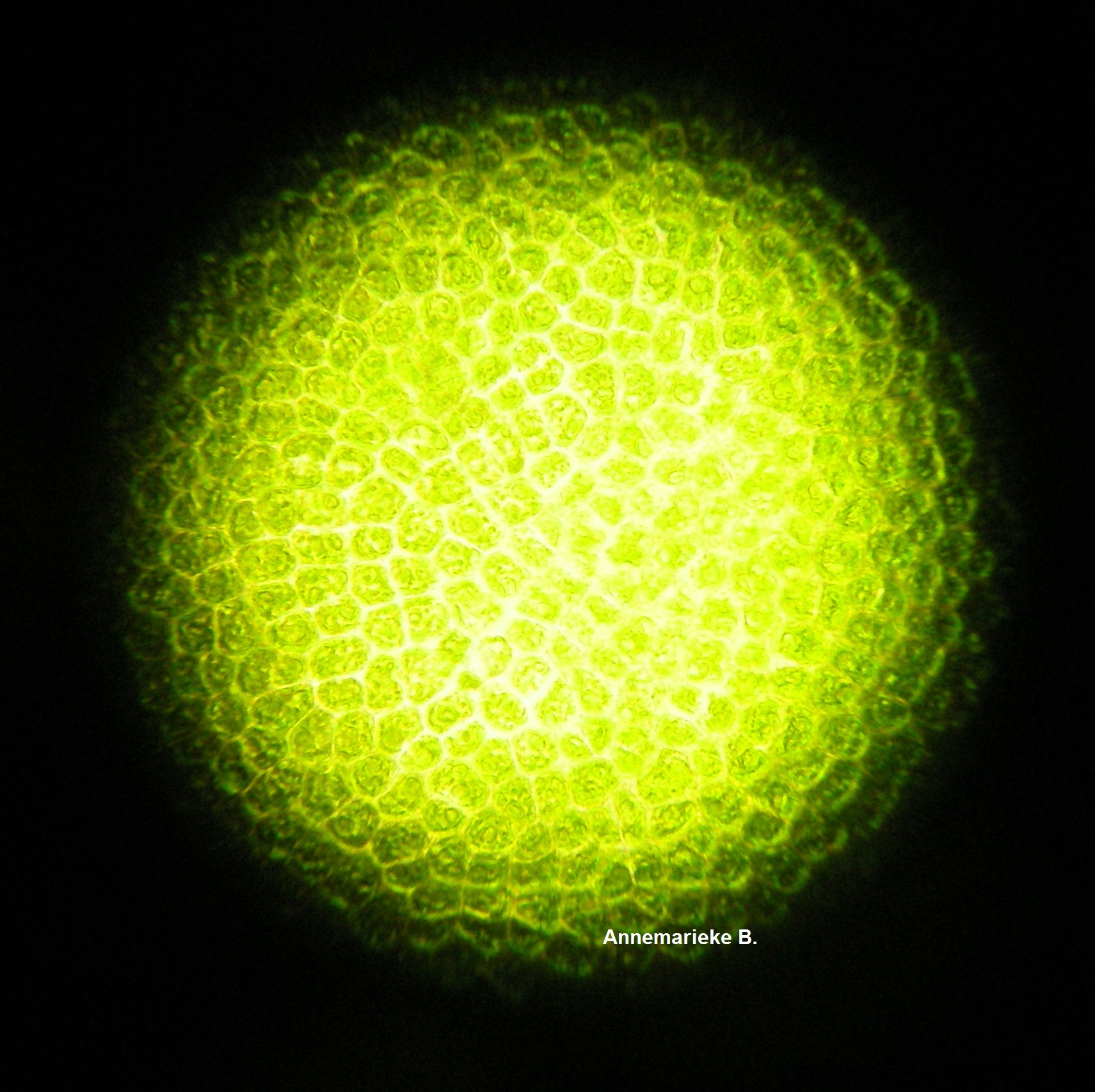 Ulva lactuca, zeesla, door de miscroscoop