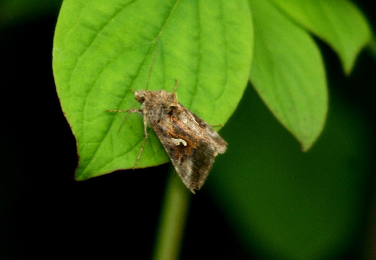 mot - gamma-uil  (Autographa gamma)