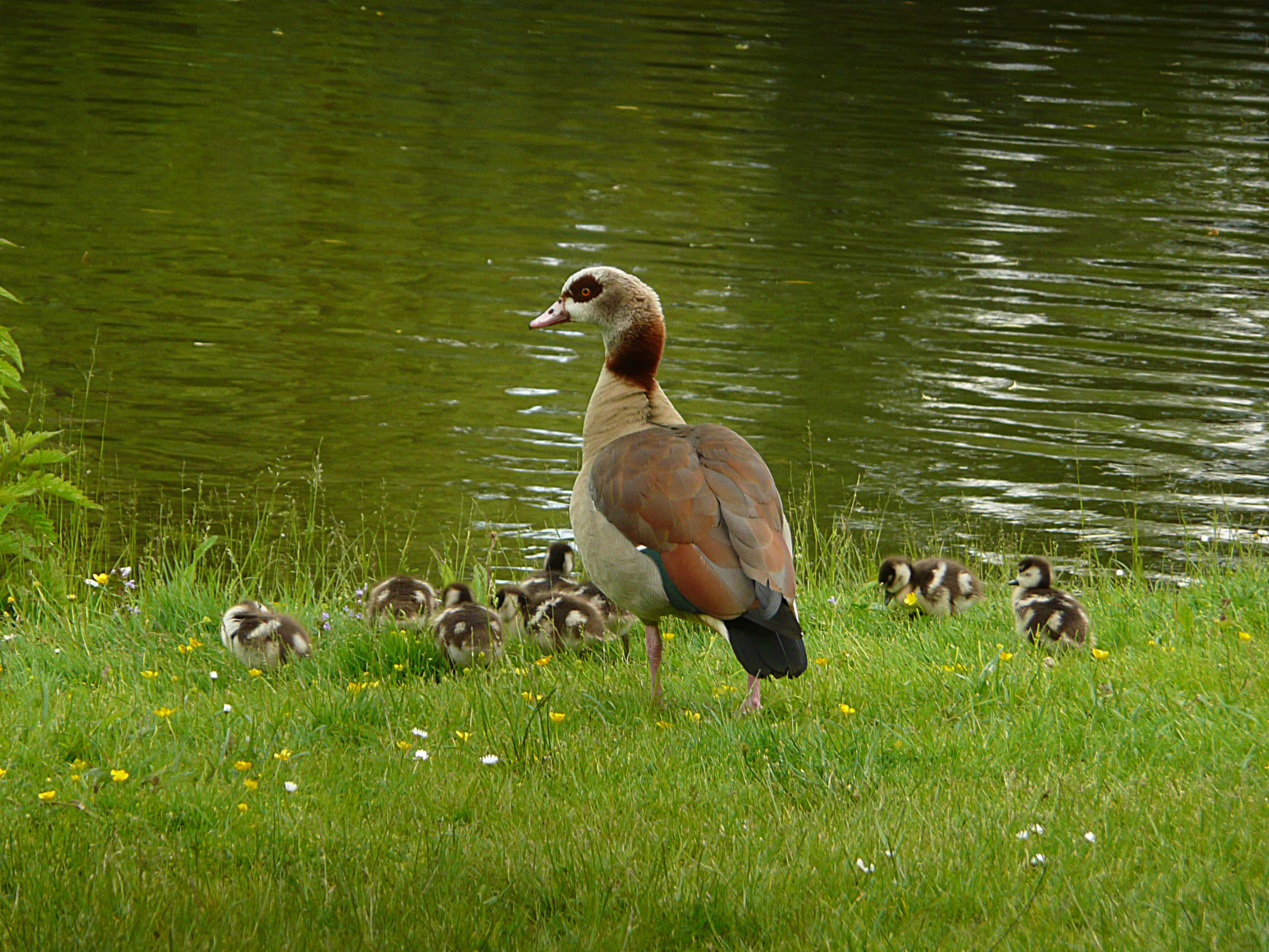 Nijlganzen met jongen 2