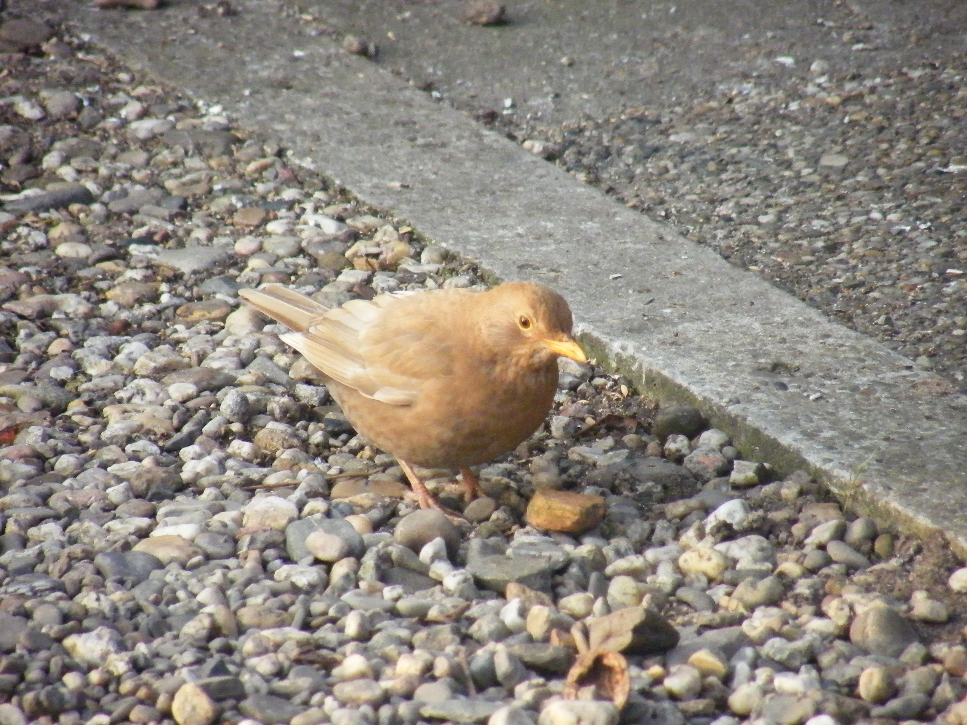 Chocolade bruine merel