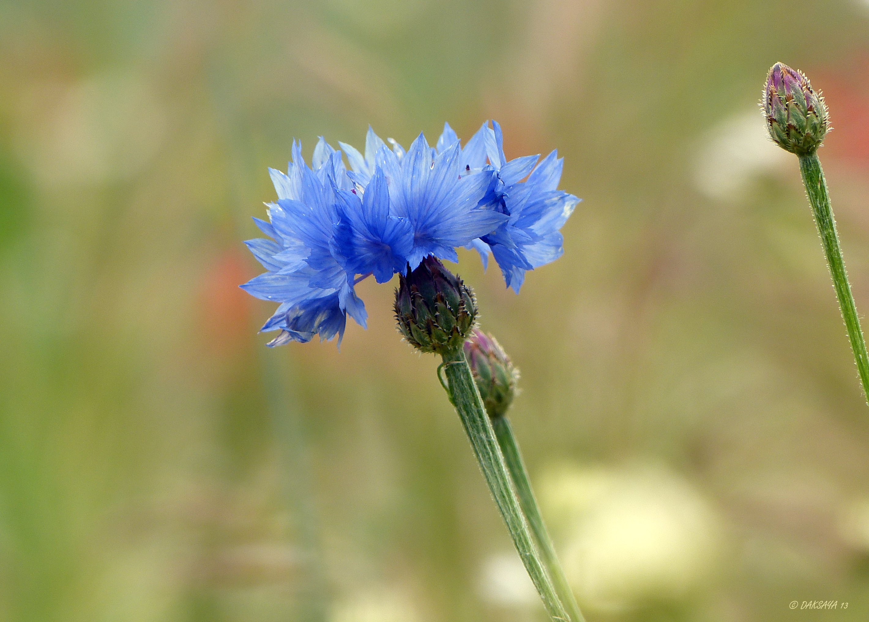 Korenbloem