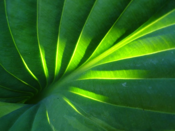 Blad van een Hosta of hartlelie...